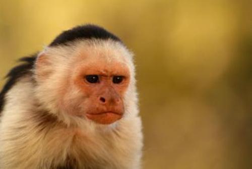 Capuchin Monkeys