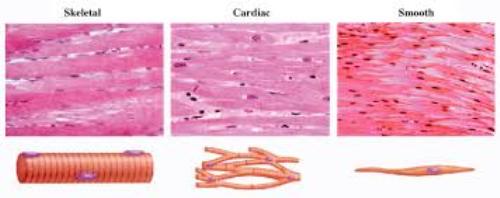 Cardiac Muscle Image