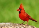 10 Facts about Cardinals