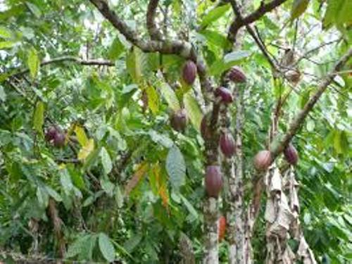 Facts about Cacao Trees