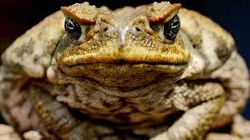 Facts about Cane toads