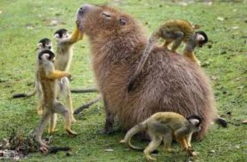 Facts about Capybaras
