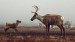 10 Facts about Caribou
