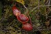 10 Facts about Carnivorous Plants