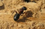 10 Facts about Carpenter Ants