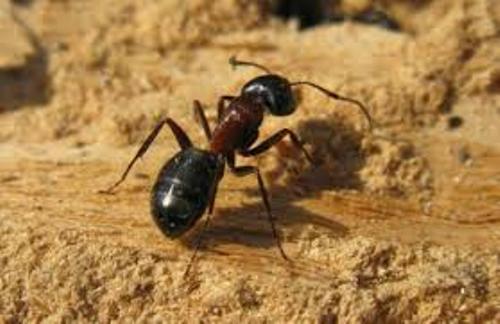 Carpenter Ants facts
