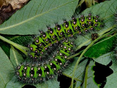 Caterpillar Images