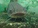 10 Facts about Catfish