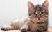 10 Facts about Cats