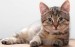 10 Facts about Cats