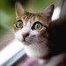 10 Facts about Cat’s Eyes