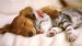 10 Facts about Cats and Dogs