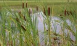 10 Facts about Cattails