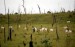 10 Facts about Cattle Ranching Deforestation