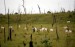 10 Facts about Cattle Ranching Deforestation