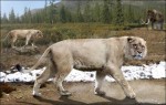 10 Facts about Cave Lions