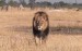 10 Facts about Cecil the Lion
