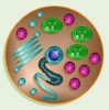 10 Facts about Cell Organelles