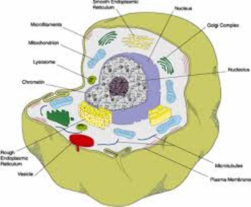 Cell Structure and Function Pic