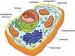 10 Facts about Cell Structure and Function
