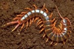 10 Facts about Centipedes