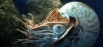 10 Facts about Cephalopods