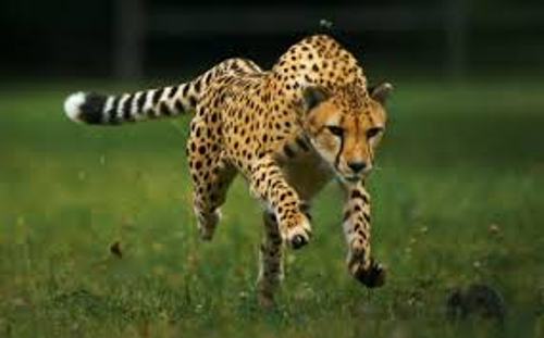 Cheetahs Speed