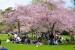 10 Facts about Cherry Blossoms