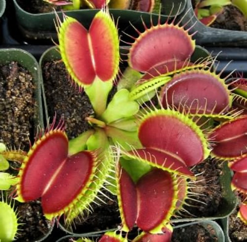 Facts about Carnivorous Plants
