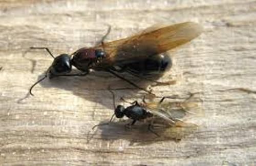 Facts about Carpenter Ants