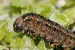 10 Facts about Caterpillars