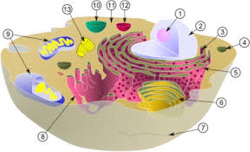 Facts about Cell Organelles