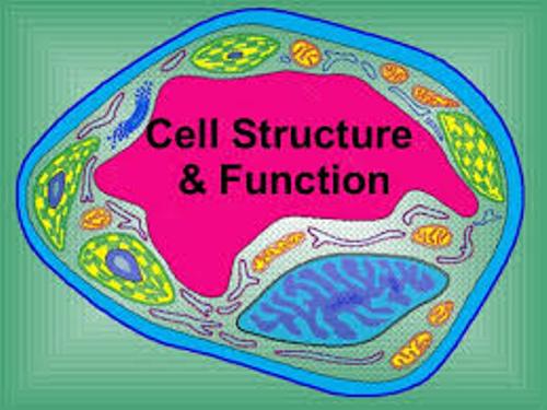 Facts about Cell Structure and Function