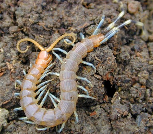 Facts about Centipedes