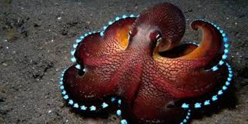 Facts about Cephalopods
