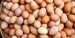 10 Facts about Chicken Eggs