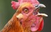 10 Facts about Chicken