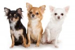 10 Facts about Chihuahuas