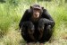 10 Facts about Chimpanzees