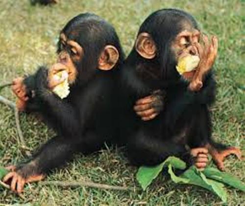 Chimpanzees Facts