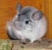10 Facts about Chinchillas