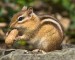 10 Facts about Chipmunks