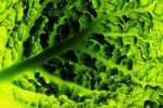 10 Facts about Chlorophyll
