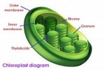 10 Facts about Chloroplast