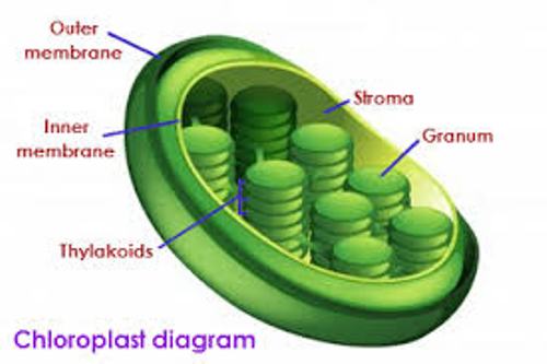 10 Facts about Chloroplast | Fact File