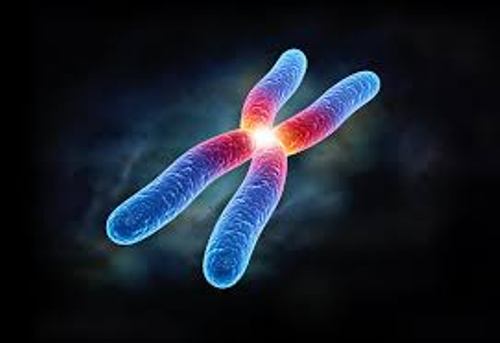 Chromosomes Pic