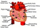 10 Facts about Circulatory System