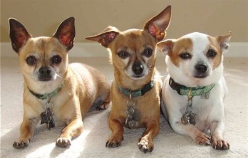 Facts about Chihuahuas