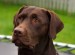 10 Facts about Chocolate Labs