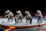 10 Facts about Circus Animals